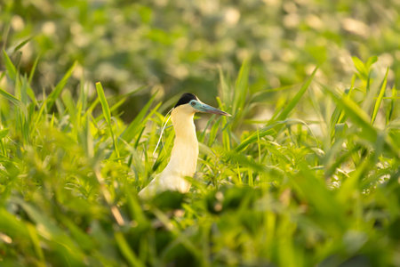 Black-capped heron in green vegetation beside river in the Pantanal Brazil.