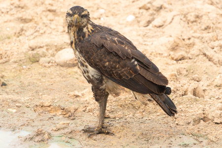 Great black hawk standing on dry ground by waterhole in the Pantanal Brazil,の写真素材