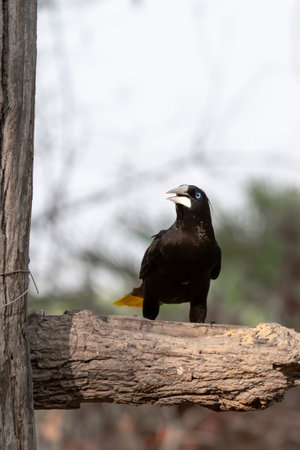 crested oropendola on branch in the Pantanal Brazil.の写真素材