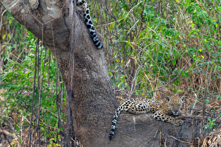 Jaguar resting in fork of tree in the Pantanal Brazil.