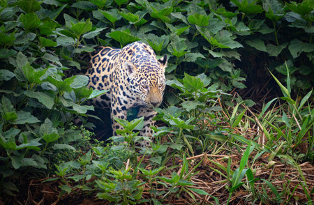 Jaguar on the prowl in the jungle of Brazil