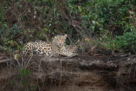 Jaguar on top Cuiaba River riverbank lying-down relaxing in the Pantanal Brazil.の写真素材