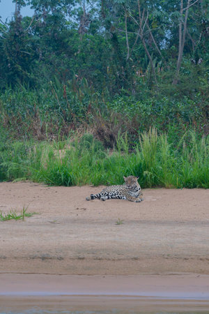 Jaguar lying on sand beside Cuiaba River looking around in the Pantanal Brazil.の写真素材