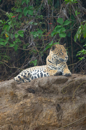 Jaguar lying above on large ledge by river in Pantanal Brazil in vertical aspect ratio.