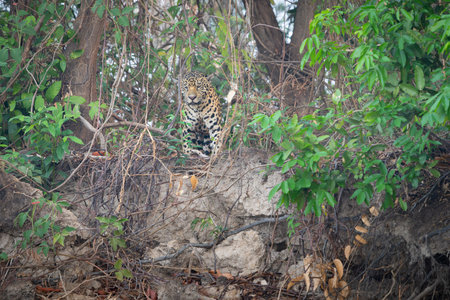 Jaguar standing on top Cuiaba River riverbank looking out in the Pantanal Brazil.