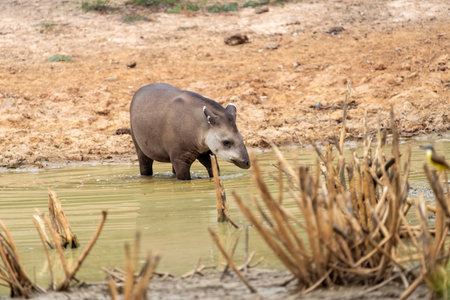 Brazilian or lowland tapir at waterhole at dusk in the Pantanal Brazil.