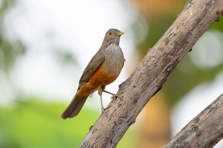 Rufous-bellied thrush bird perched.の写真素材