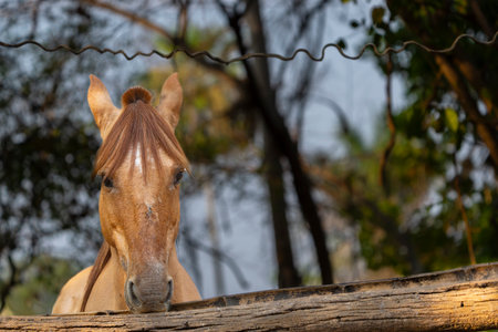 Horse portrait  head and eye.の写真素材