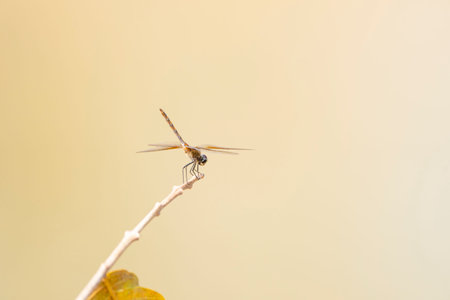 Dainty dragonfly Brachymesia herbida on end of stick in the Pantanal   Brazil.