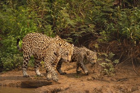 Mother and cub jaguars walking along muddy riverbank together in the Pantanal Brazil.