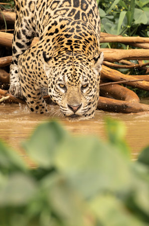 Jaguar cub sipping from river in Pantanal Brazil.の写真素材