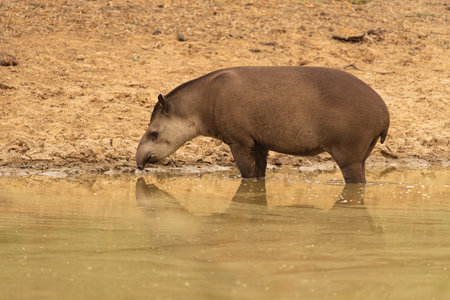 Brazilian or lowland tapir at waterhole at dusk in the Pantanal Brazil.の写真素材