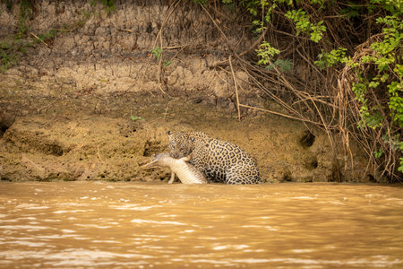 Caiman dragging its prey up river bank from river.