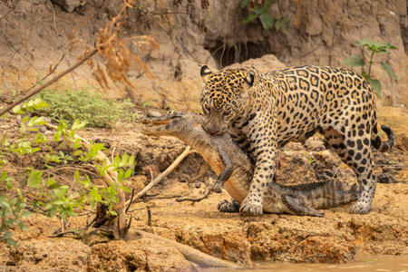 Jaguar dragging caiman just killed out of river to it's hiding place to consume in the Pantanal Brazil.の写真素材