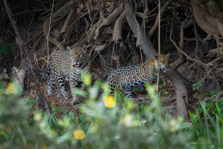 Jaguar mother and cub walking together under old tree roots  in dark in Pantanal Brazil.