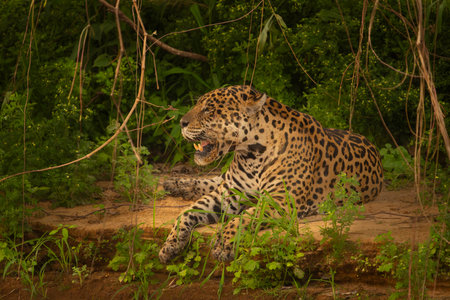 Jaguar resting in shade by river in Pantanal Brazil.の写真素材