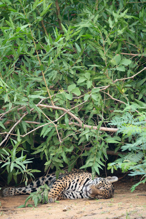 Sleeping jaguar lying down under low tree branches beside river in Pantanal Brazil.