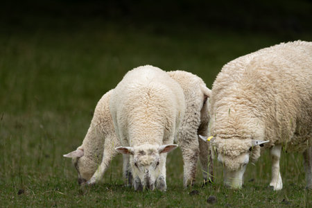 New Zealand farming sheep and lamb grazing at Wallingford.