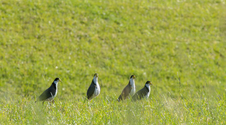 Spur-winged plover birds in green grassy field at Wallingford, New Zealand.