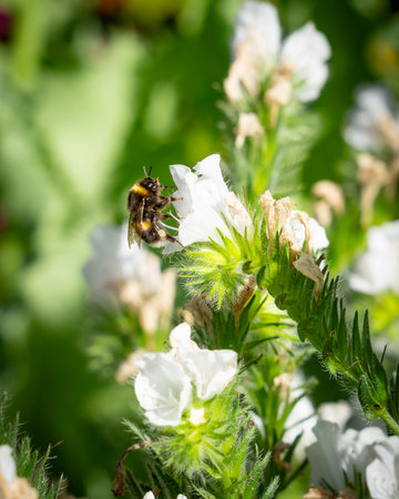 Bumble bee settling on and extracting pollen from white snow wreath flowerの写真素材