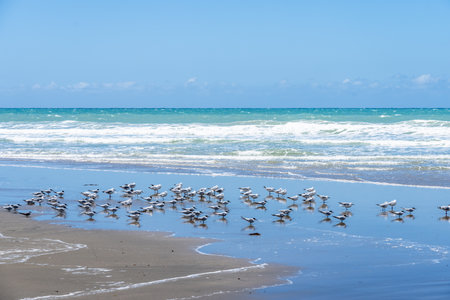 Mixed flock of red-billed gulls and white-fronted tern standing on beach at Waimarama in Hawkes Bay New Zealand.の写真素材