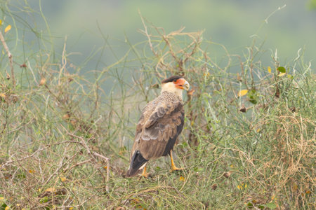 Southern crested caracara walking on ground in The Pantanal Brazil.の写真素材