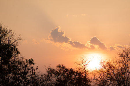 Sun sets behind in silhouette trees in Brazil.の写真素材