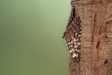 Gray cracker butterfly settles on tree trunk in the Pantanal Brazil.の写真素材
