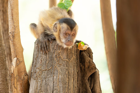 Capuchin monkey squatting on post and bending down curiously peering at scene below in the Pantanal Brazil.の写真素材