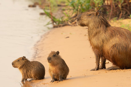 Capybara family on sandy river side in Pantanal Brazil.の写真素材