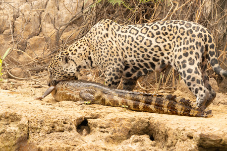 Jaguar dragging caiman just killed out of river to it's hiding place to consume in the Pantanal...