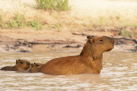 Capybara family of three swimming in river in the Pantanal Brazil.の写真素材