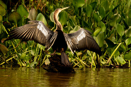 Anhinga displaying magnificent wing pattern in Pantanal Brazil.の写真素材