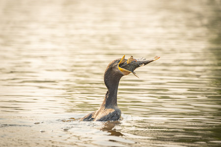 Cormorant with fish catch mouthful with beak wide open in river in the Pantanal Brazil.の写真素材