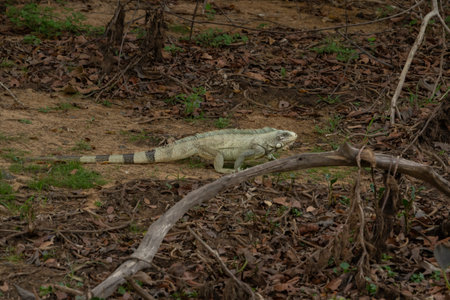 Green iguana walking across ground in the Pantanal Brazil