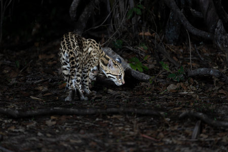 Ocelot prowling around on ground in forest at night in Pantanal Brazil.