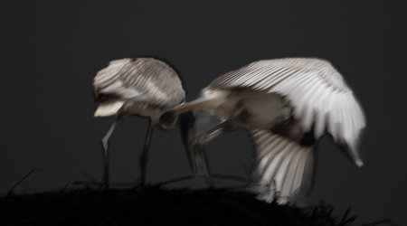 Blurred effect Immature jabiru stork fledgling in high nest in Pocone in the Pantanal Brazil.の写真素材