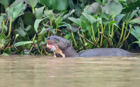 Giant river otter in the Cuiaba River eating a fish in the Pantanal, Brazil.の写真素材
