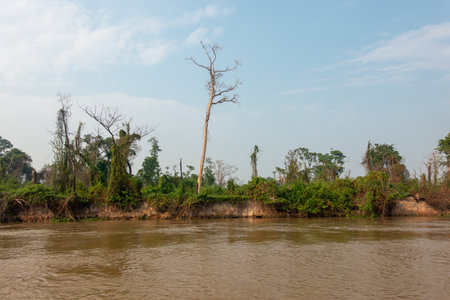 South American river landscape in the Pantanal in October 2024の写真素材
