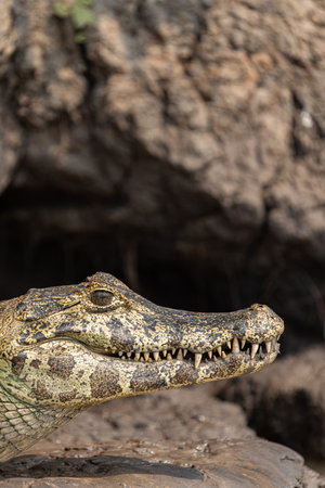A Caiman portrait sheltering from the day's heat in c crevasse or small cove on edge of riverbank in the Pantanal Brazil. sheltering from the day's heat in c crevasse or small cove on edge of riverbank in the Pantanal Brazil.の写真素材