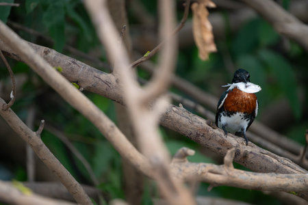 Amazon kingfisher male with fish just caught after returning to perch in tree in the Pantanal Brazil.の写真素材