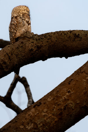 Common potoo high in tree, hard to see, in the Pantanal Brazil.の写真素材