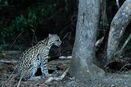 Ocelot sitting on forest floor in Pantanal Brazil.の写真素材