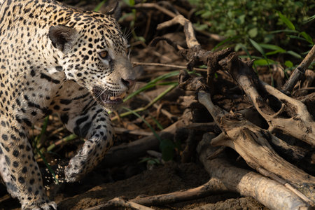 Jaguar walking along river edge in Pantanal Brazil.の写真素材