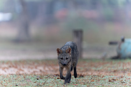 Crab eating fox walks across yard in the Pantanal Brazil.