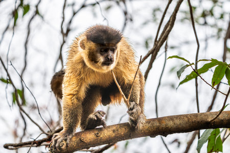 Male capuchin on branch in Pantanal Brazil.
