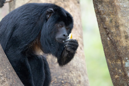 Black howler monkey in tree eating in the Pantanal Brazil.