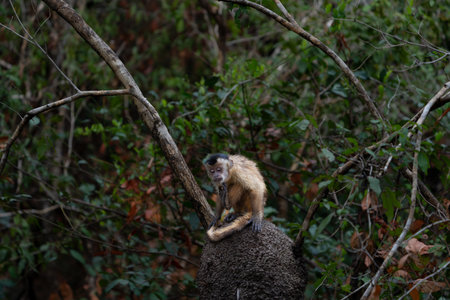 Capuchin monkey sitting on termite nest in tree scratching chin in Pantanal Brazil.の写真素材