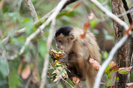 Capuchin monkey climbing in tree eating piece of pineapple in Pantanal Brazil.