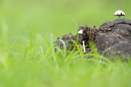 Small white fungi growing out of animal droppings in green grass closeup in Pantanal Brazil.